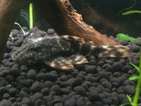 これってタイガープレコですよね セルフィンプレコを買ったんですけど水槽にい Yahoo 知恵袋