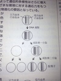 ある1組の両親から生まれる子供の遺伝子型は何通り考えられるか ただし 染 Yahoo 知恵袋