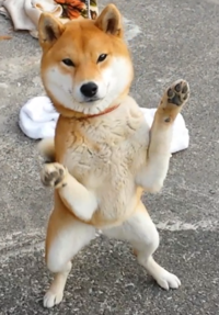 犬にスティックのレーズンパンをあげてしまいました やはりいけ Yahoo 知恵袋