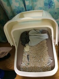 子猫用のトイレでダイソーとかの１００円均一で使えそうなものあったら教え Yahoo 知恵袋