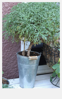 よく浄化に使用される ホワイトセージがありますが 大麻の臭い Yahoo 知恵袋