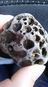 これは なんという石なのでしょうか 穴だらけで気持ち悪いです 石 Yahoo 知恵袋