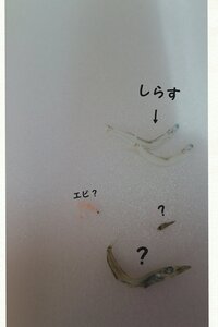 至急です フグの稚魚 スーパーで買ったしらすのパックにしらすではなさそ Yahoo 知恵袋