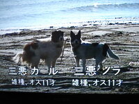 Bsのムツゴロウの動物王国の特集の画面を撮影したものなんですが三 Yahoo 知恵袋