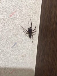 蜘蛛についての質問です 大きさ5cmくらいで真っ黒の画像の蜘蛛を家で Yahoo 知恵袋