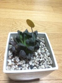 今年の夏に買った多肉植物のハオルチアが最近枯れそうです すでに枯 Yahoo 知恵袋