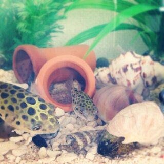 ミドリフグのエアレーションについてこんにちは ミドリフグを飼いはじめて一年 Yahoo 知恵袋