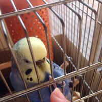 セキセイインコの鼻が黒っぽい紫色 になっています これって病気で Yahoo 知恵袋