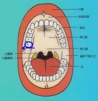 右上の奥歯が内頬に当って痛い ある日 突然に右上の奥歯が内側の頬 Yahoo 知恵袋