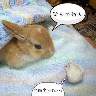 Lineのトプ画についてです 現在 この画像をトプ画にしているん Yahoo 知恵袋