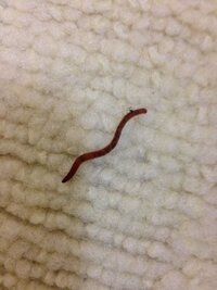 水槽に黒いミミズのような虫が結構多めに発生しています 自分なりに調べてみたので Yahoo 知恵袋