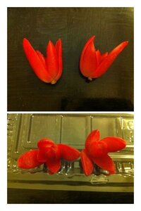 多肉植物の火祭りか紅葉祭りのカット芽を買いました どちらで Yahoo 知恵袋