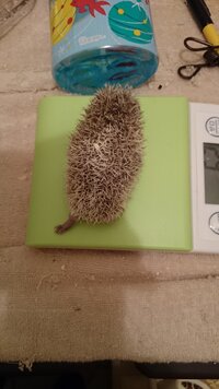 ハリネズミの毛色の事です もし スタンダードのオスとシナモンのメス Yahoo 知恵袋