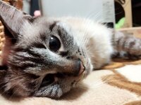 猫が腕をペロペロ舐めてきますがすこしするとｶﾞﾌﾞｯっと噛んできます 本気では Yahoo 知恵袋