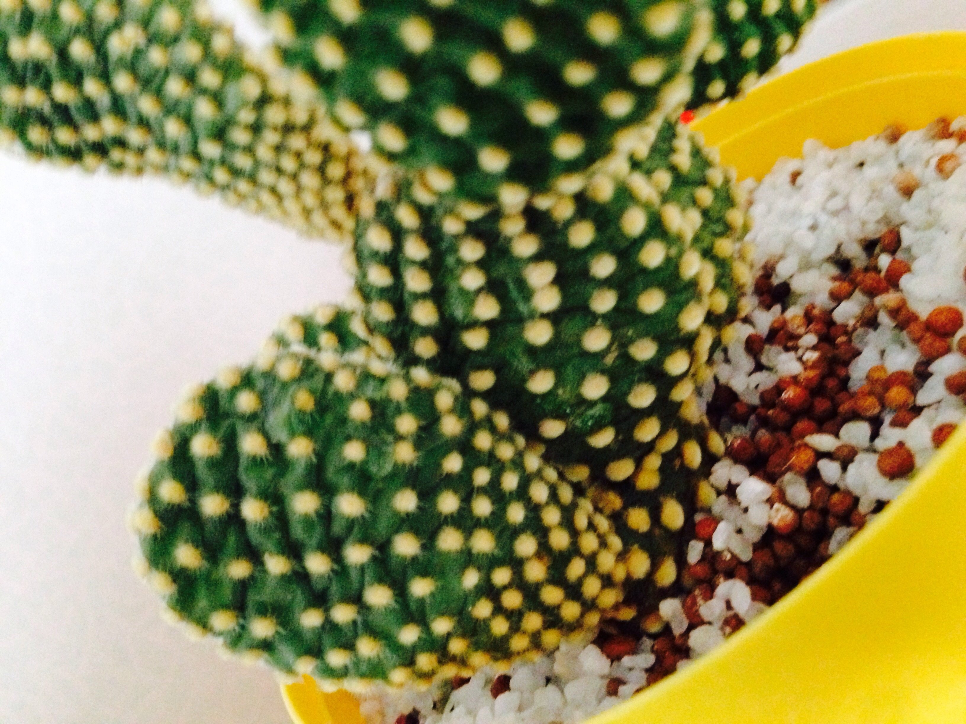 うちわサボテンがシワシワになり、倒れかかってきています。水やりは乾