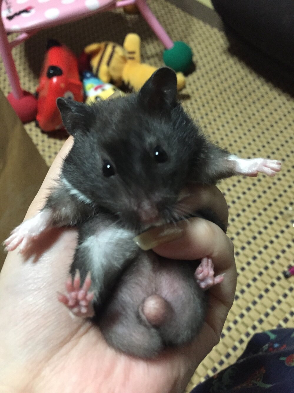 こんばんはゴールデンハムスターのオスを飼っています今日何気なく抱 Yahoo 知恵袋