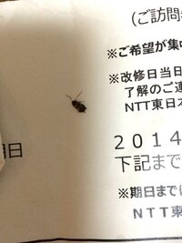 この虫なんですか ゴキブリだと思って潰して殺虫剤かけて殺した後の画像なんですが判 教えて 住まいの先生 Yahoo 不動産