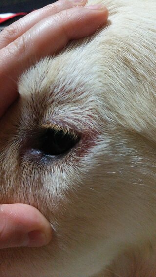 犬の目の周りが赤いまま治りません一ヶ月以上前から犬 ゴールデンレトリーバー Yahoo 知恵袋