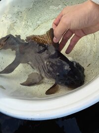 金魚がお尻付近を狙って追いかけっこしています これは正常でし Yahoo 知恵袋