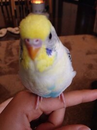 セキセイインコがガリガリかじるのが好きなのは習性ですか 放し飼い Yahoo 知恵袋