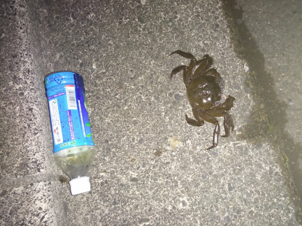 海や川から離れた道路の脇にカニがいました。 - このカニはどのよ