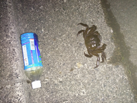 フランス語で ココ シャネルの名言 もし翼を持たずに生まれて来 Yahoo 知恵袋