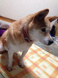 犬が抱っこをマジで本気で嫌がります ウチの犬は 生後10か月の黒 Yahoo 知恵袋
