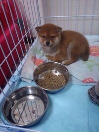 柴ちゃんの性格について 柴犬って 飼う前に聞いた話だと 警戒心が Yahoo 知恵袋