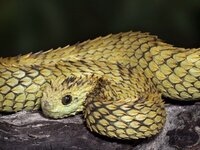 この蛇はatheris Hispidaという名前みたいですがなんと読むのでし Yahoo 知恵袋