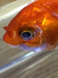 うちの金魚はポップアイでしょうか 写真の判断と治療方法を教えてください Yahoo 知恵袋