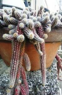 植木鉢から垂れ下がるやや気持ちの悪いサボテンの仲間 の名前を教えて下さい Yahoo 知恵袋