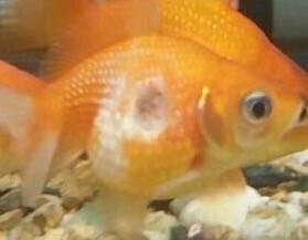 金魚のピンポンパールに変な痣がありました なんの病気でしょう Yahoo 知恵袋