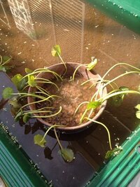プラ舟内に赤土玉を入れた鉢にウォーターマッシュルームを植えました Yahoo 知恵袋