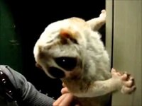 ニコ動のタグにucというのがありますが Ucとは Yahoo 知恵袋