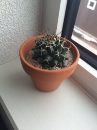 サボテンに花が咲きましたサボテンの名前を教えてくださいまた今度いつ咲くの Yahoo 知恵袋