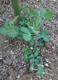 Ps4がテレビ画面に映らなくなりました Ps4スリム Hdmiケ Yahoo 知恵袋