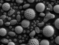 これは何の花粉ですか それはヒマワリ アサガオ タチアオイ Yahoo 知恵袋