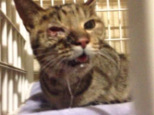 猫の絶食期間、またその後の影響などについてお伺いしたいです。閲 