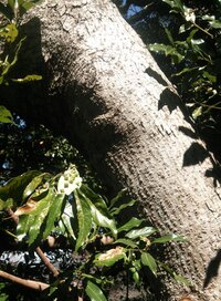 意味の違い かえり咲き と 狂い咲き の違いを教えて下さい Yahoo 知恵袋