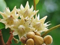 写真の花の名前は何ですか タイ語でดอกพ ก ลと言うそうです Yahoo 知恵袋