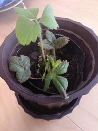 鬼門の玄関に枯れかけた植物は退けたほうが良いですか まだ完全には Yahoo 知恵袋