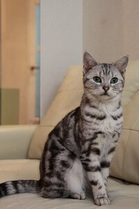 ブラックジャックという武器があるらしいですが 何ですか 皮の袋に砂をつ Yahoo 知恵袋