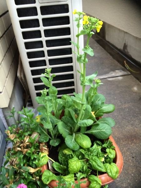 小松菜を家で育てています 放置していたら花が咲いていました Yahoo 知恵袋