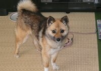 8歳の雑種犬を飼っています 肉球が全部亀の子たわしになっています と Yahoo 知恵袋