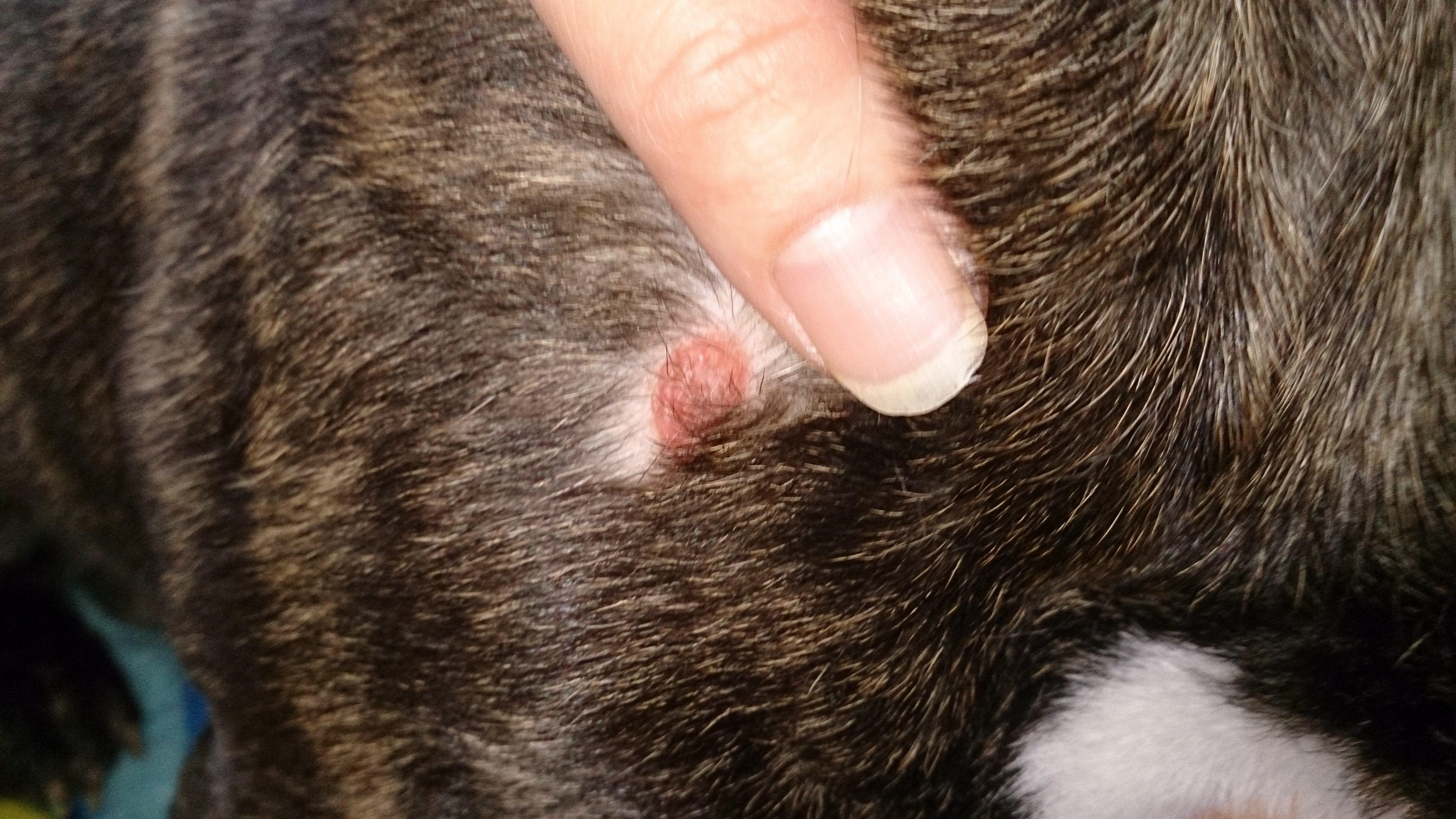 助けて下さい！猫の皮下輸液に失敗しました。後ろ左足がビチョビチョ 