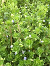 この小さな青い花の雑草の名前を教えてください オオイヌノフ Yahoo 知恵袋