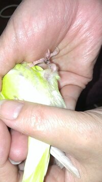 北よりの北東にクロガネモチの木が植えてあるのですが何か意味はあるんでしょうか Yahoo 知恵袋