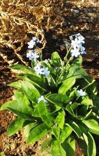 花壇の端っこに咲く水色の花の名前をおしえてください ワスレ Yahoo 知恵袋