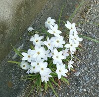 この白い花の雑草 の名前を教えて下さい 宜しくお願いしますm Yahoo 知恵袋