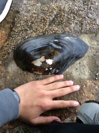 この貝は何ですか 淀川で見つけました 大きさは23cmくらいです Yahoo 知恵袋